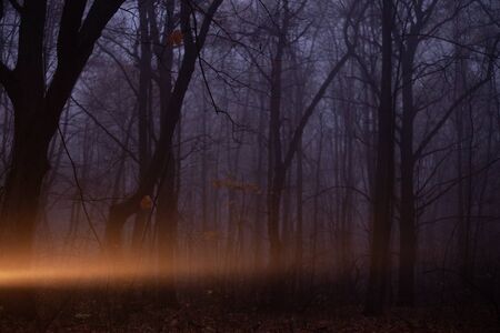 Heavy fog in the autumn forest.