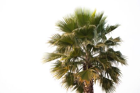 Photo of a green palm tree on a white background.の写真素材