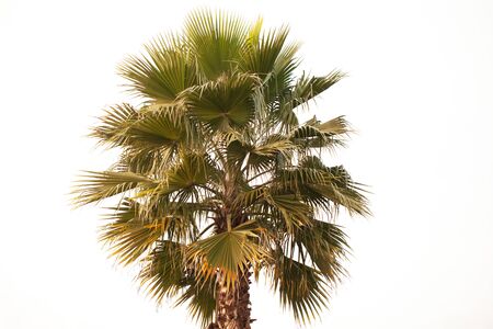 Photo of a green palm tree on a white background.の写真素材