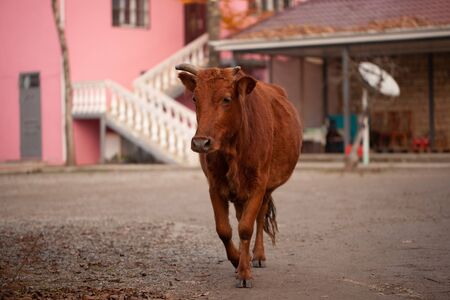 One red bull in the courtyard of private houses.の写真素材