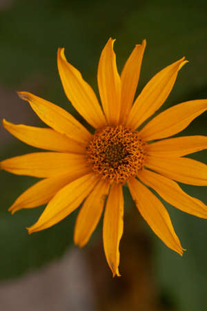 One beautiful colorful flower close-up.