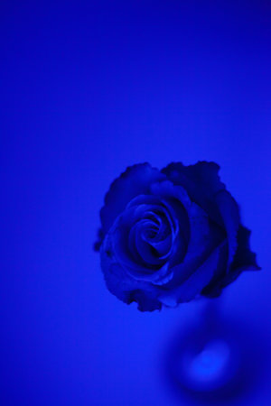 One beautiful flower on a solid background.の写真素材