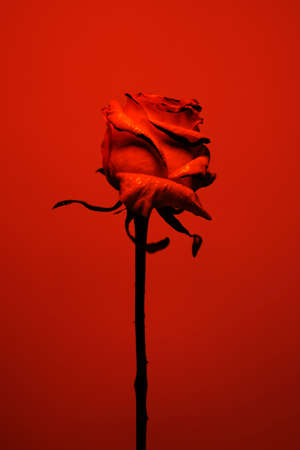 One beautiful flower on a solid background.の写真素材