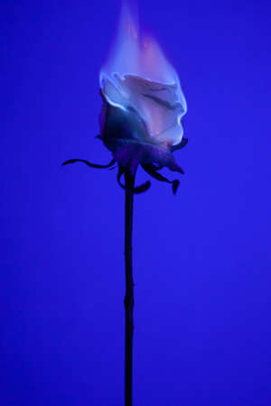 One beautiful flower on a solid background.の写真素材