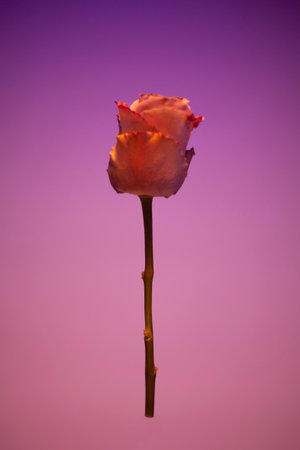 One beautiful flower on a solid background.の写真素材