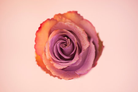 One beautiful flower on a solid background.の写真素材