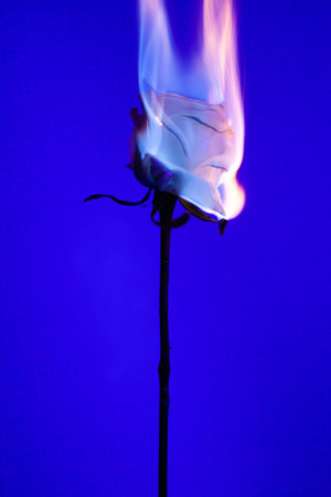 One beautiful flower on a solid background.の写真素材