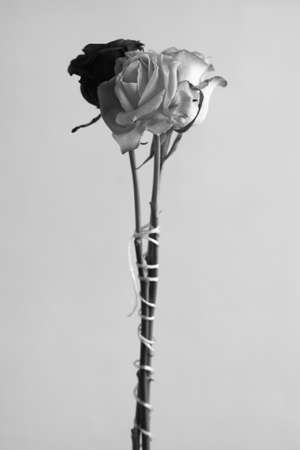 Close-up of a beautiful red rose on a plain gray background.の写真素材