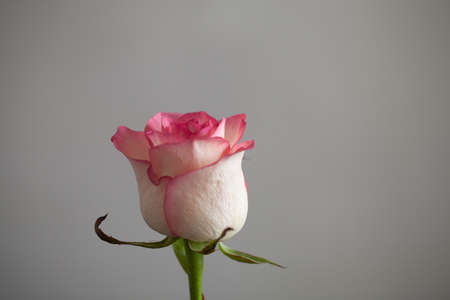 Close-up of a beautiful red rose on a plain gray background.の写真素材