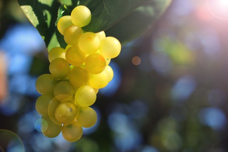 Green bunch of grapes at sunny day on a nature backgroundの写真素材