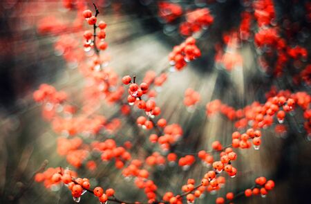 Red berries street close-up abstract winter backgroundの写真素材