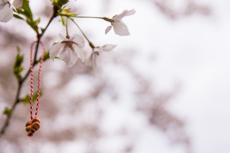 Red oriental ornamentals on a blooming cherry tree. bulgarian style.の写真素材