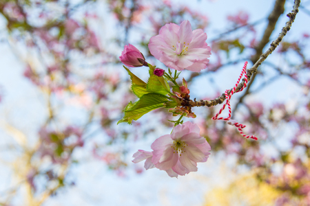 Beautiful soft-focus cherry blossom sakura in spring time over blue sky.の写真素材