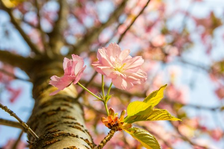 Beautiful soft-focus cherry blossom sakura in spring time over blue sky.の写真素材
