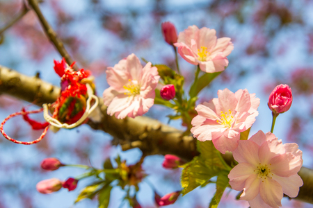 Beautiful soft-focus cherry blossom sakura in spring time over blue sky.の写真素材