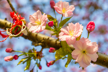 Beautiful soft-focus cherry blossom sakura in spring time over blue sky.の写真素材