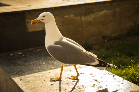 white bird seagull posing on a streetの写真素材