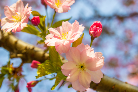 Beautiful soft-focus cherry blossom sakura in spring time over blue sky.の写真素材
