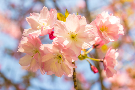 Beautiful soft-focus cherry blossom sakura in spring time over blue sky.の写真素材