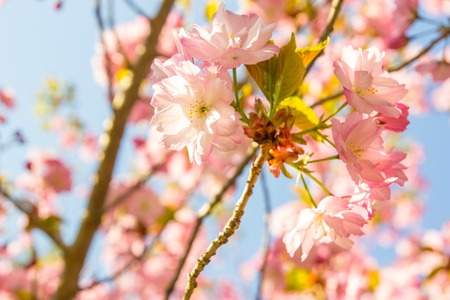 Beautiful soft-focus cherry blossom sakura in spring time over blue sky.の写真素材
