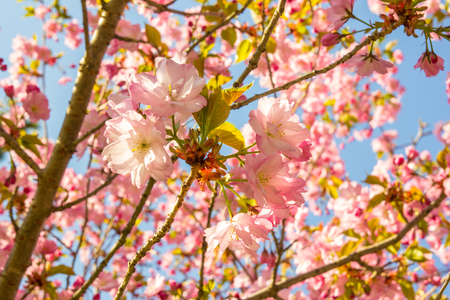 Beautiful soft-focus cherry blossom sakura in spring time over blue sky.の写真素材