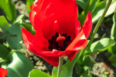 colorful bright beautiful red and dark purple tulips closeupの写真素材