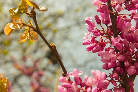 blossoming Judas Tree - Cercis siliquastrum plant at european street closeupの写真素材