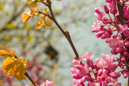 blossoming Judas Tree - Cercis siliquastrum plant at european street closeupの写真素材