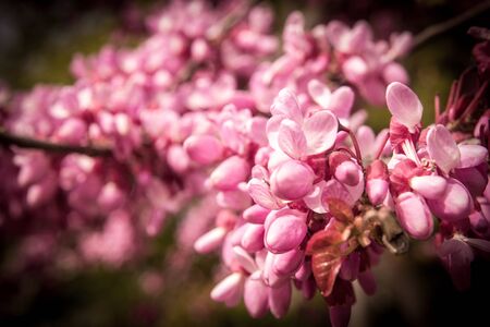 blossoming Judas Tree - Cercis siliquastrum plant at european street closeupの写真素材