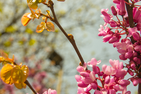 blossoming Judas Tree - Cercis siliquastrum plant at european street closeupの写真素材