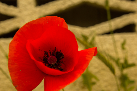 Single flower of wild red poppy on a concrete wall background with focus on flowerの写真素材
