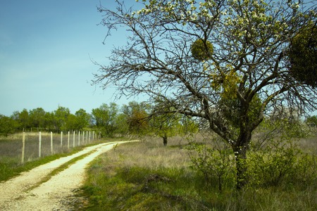 Country road lost in the green fieldsの写真素材