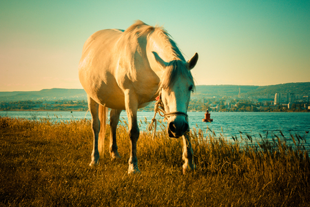horse is eating grass next to the lake - HD video. See my portfolio for more options.の写真素材