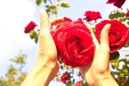 Detail of woman hands holding and spinning a little daisy flower between fingers with delicate touch, enjoy spring nature outdoorの写真素材