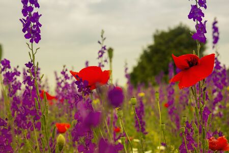 Blue lavender and red poppy flowers on a farm fieldの写真素材