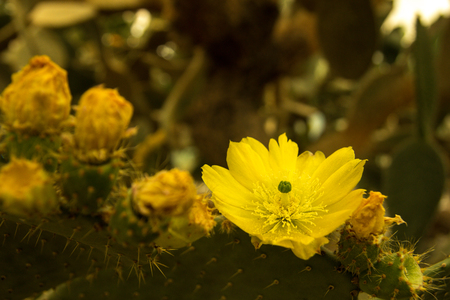 Colorful blooming claret cup cactus blossoms closeupの写真素材