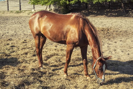 Brown racer horse at stall at summer timeの写真素材