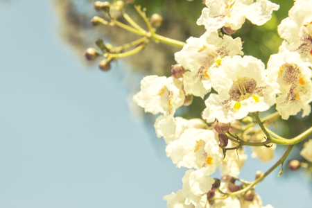 White beans flowers background closeup - white flowers macro -spring flowerの写真素材
