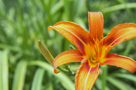 Beautiful orange lily flower on a green nature background closeupの写真素材