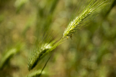 Green Wheat Field Summer Wind Nature closeupの写真素材