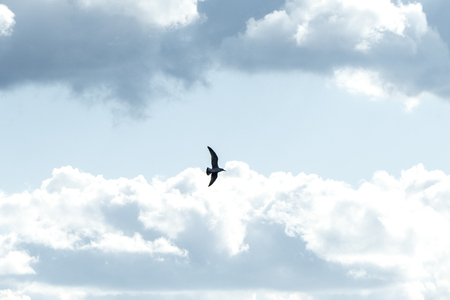 Lonely bird flying against blue sky and cloudscapeの写真素材