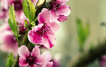 Lilac Blossom tree. Spring is coming. Spring natural watercolor bright backdrop. Floral background. Easter.の写真素材
