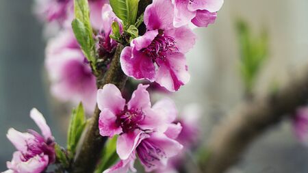 Lilac Blossom tree. Spring is coming. Spring natural watercolor bright backdrop. Floral background. Easter.の写真素材