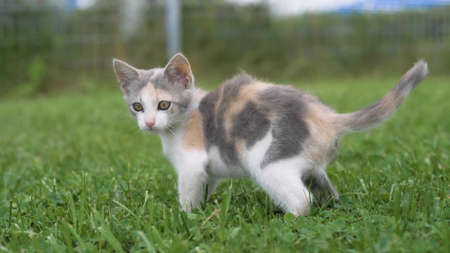 Little kitten walking on the green grass in summer. Kittens outdoor.の写真素材