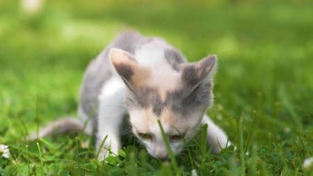 Little kitten walking on the green grass in summer. Kittens outdoor.の写真素材