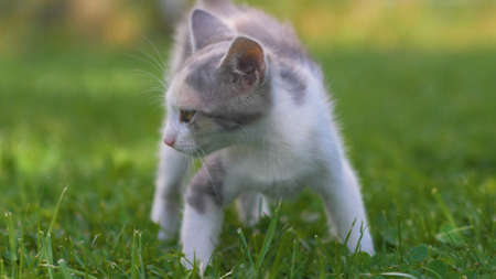 Little kitten walking on the green grass in summer. Kittens outdoor.の写真素材