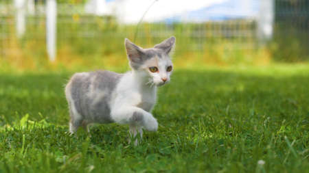 Little kitten walking on the green grass in summer. Kittens outdoor.