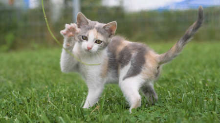 Little kitten walking on the green grass in summer. Kittens outdoor.の写真素材