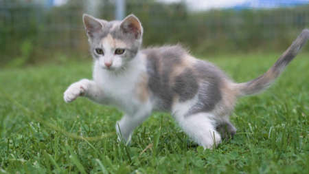 Little kitten walking on the green grass in summer. Kittens outdoor.の写真素材