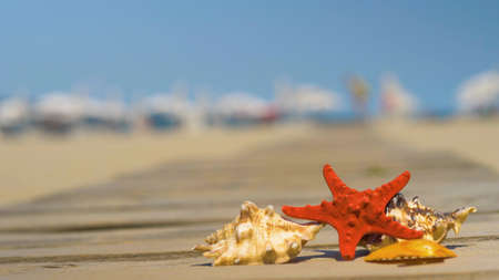 Starfish and seashells on wooden board. Summer holiday background, vacation and travel items. Summer concept with accessories on the sandy beachの写真素材